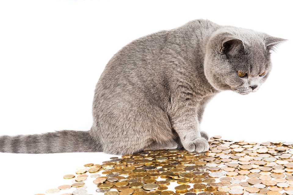 coincat