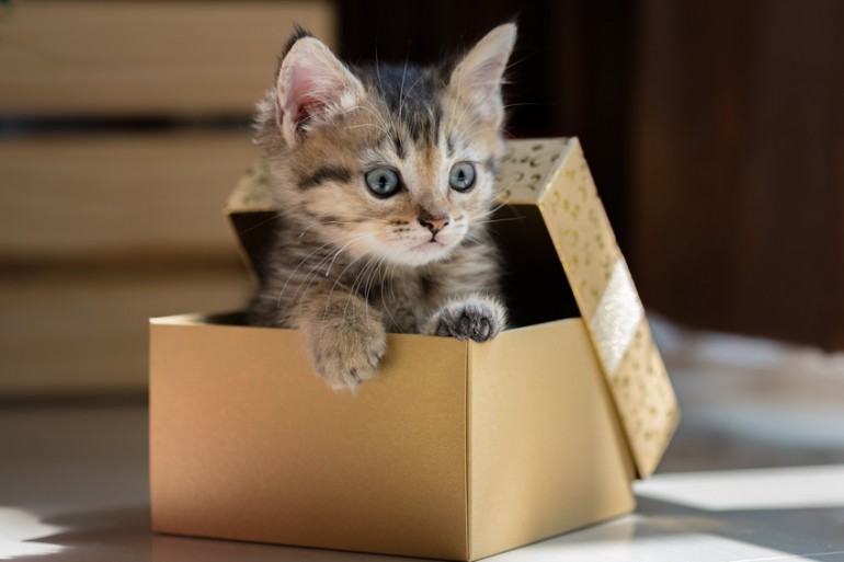 boxneko