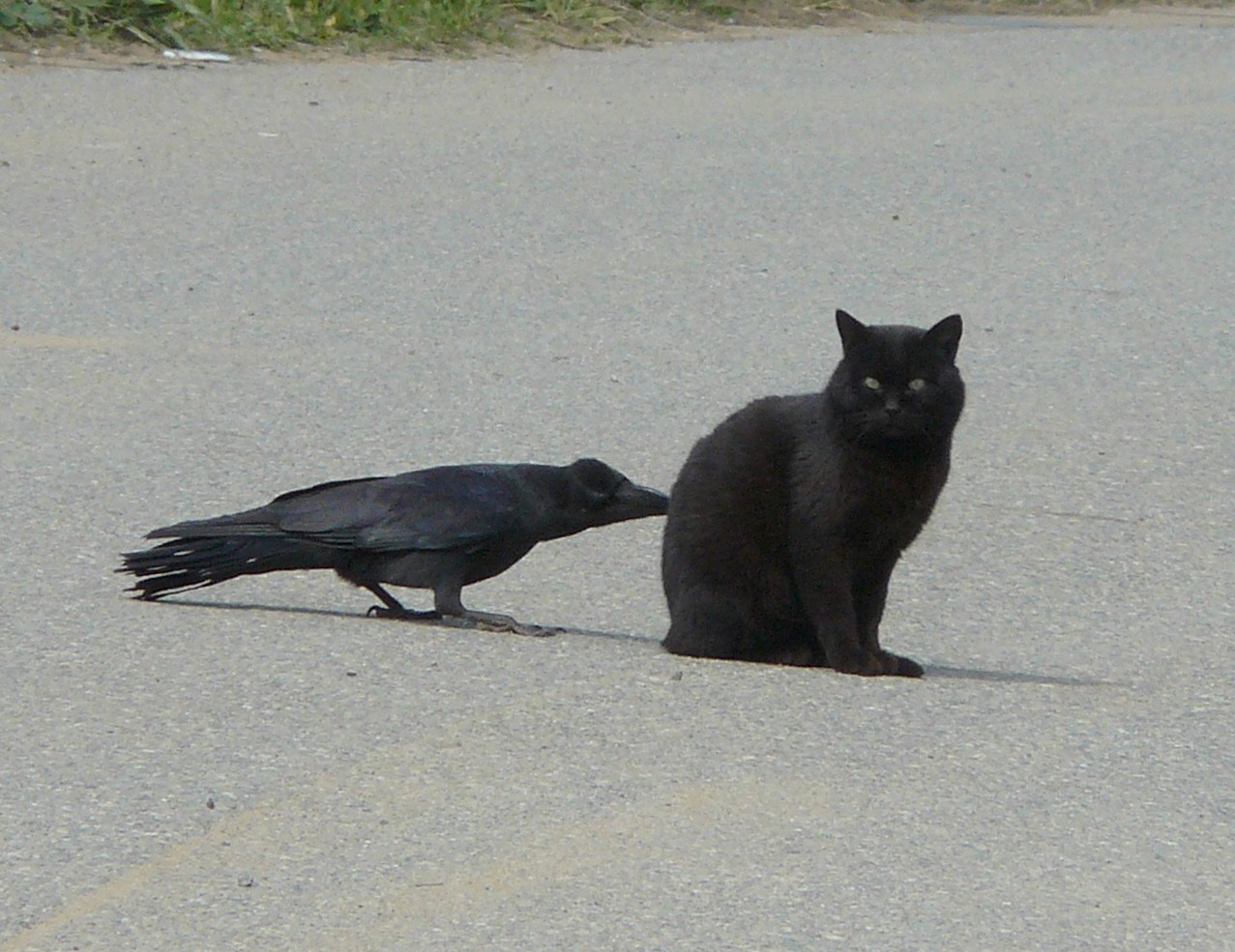 Crow5